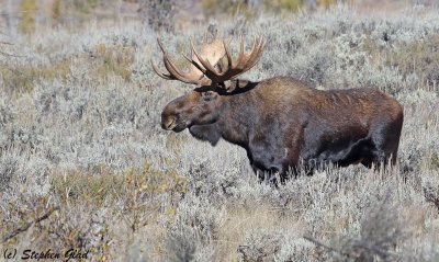 Bull Moose