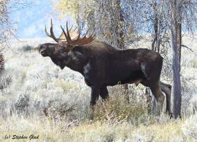 Bull Moose