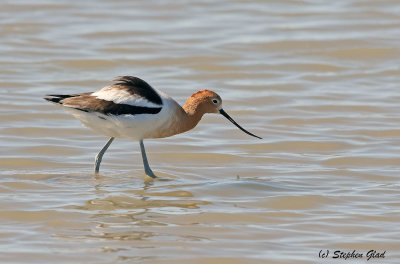 WATERFOWL AND SHORE BIRDS