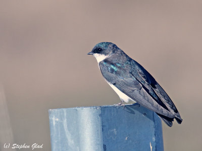 Tree Swallow