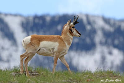 Pronghorn Antelope