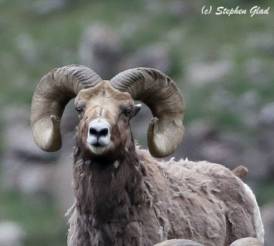 Big Horn Ram