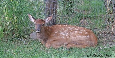 Elk Calve