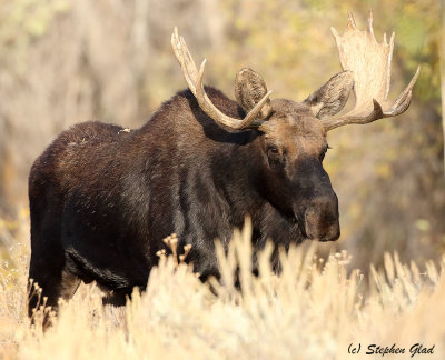 Bull Moose
