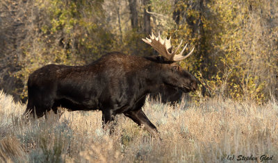 Bull Moose