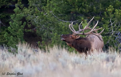 Bull Elk