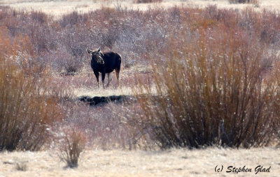 Cow Moose