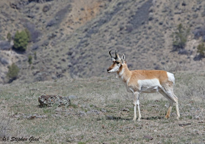 Pronghorn Antelope