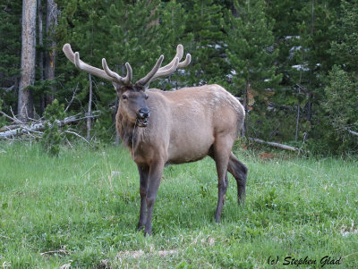 Bull Elk