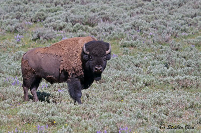 Bison