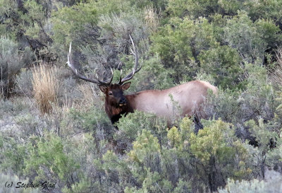 Bull Elk 6x6