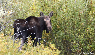 Cow Moose