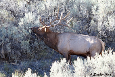 Bull Elk
