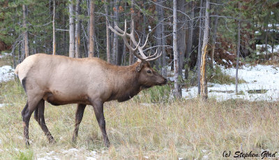 Bull Elk