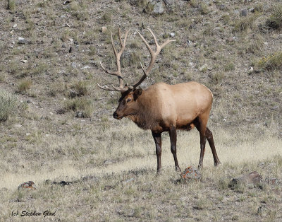 Bull Elk 7x7