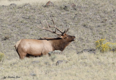Bull Elk 7x7