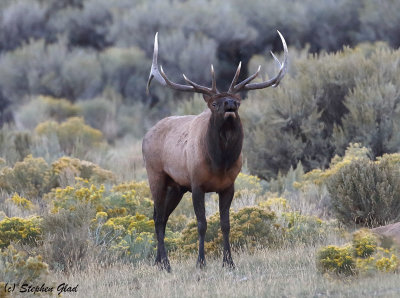 Bull Elk