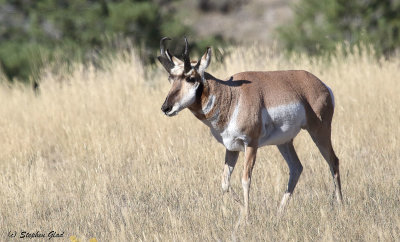Pronghorn Antelope