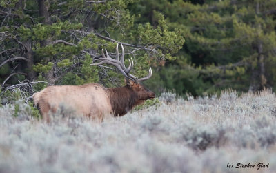 Bull Elk