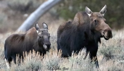 Cow Moose and Calf