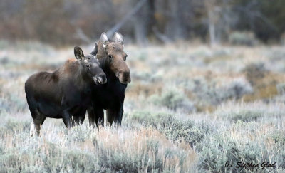 Cow Moose and Calf