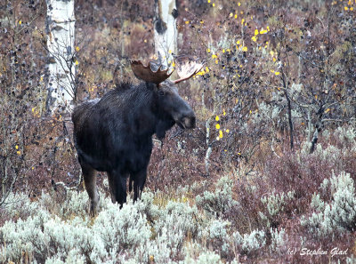 Bull Moose