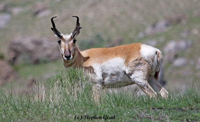Pronghorn Antelope