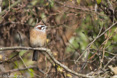 Meadow_Bunting1076.jpg