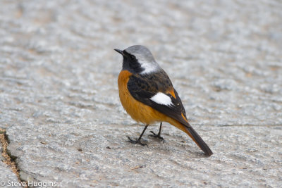 Daurian_Redstart0935.jpg