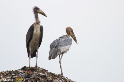 Greater_Adjutant2542.jpg