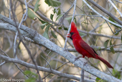 cardinal