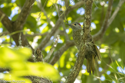 Bronze-winged Woodpecker-3914.jpg