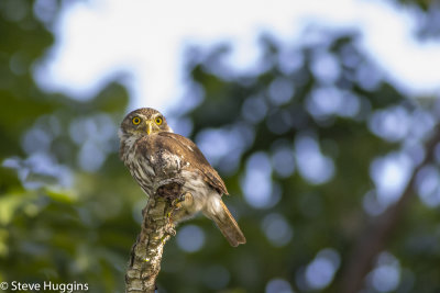 Ferruginous Pygmy-Owl-3939.jpg