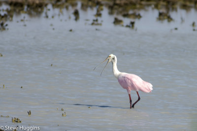 Roseate Spoonbill-4164.jpg