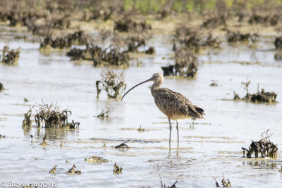 Long-billed Curlew-4172.jpg