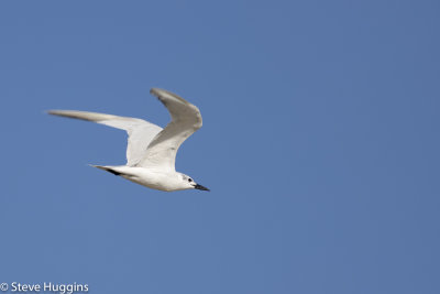Gull-billed Tern-4215.jpg