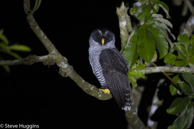 Black-and-White Owl-4795.jpg