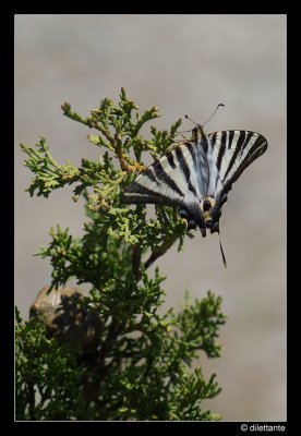 Scarce Swallowtail