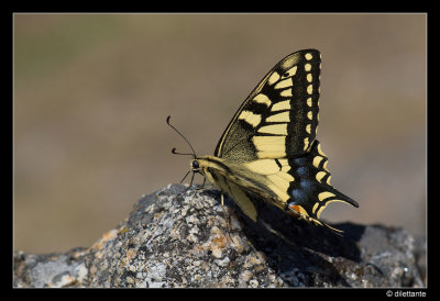Swallowtail