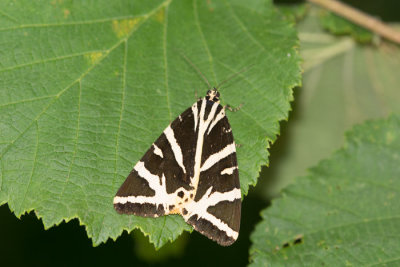 Jersey Tiger Moth