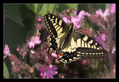 Swallowtail