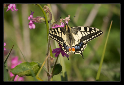 Swallowtail