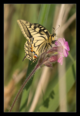Swallowtail