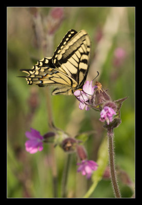 Swallowtail