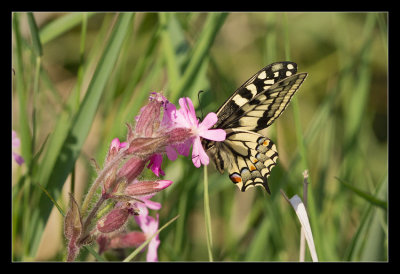 Swallowtail
