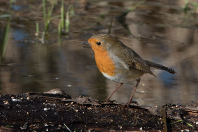 Robin