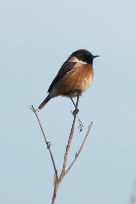 Stonechat