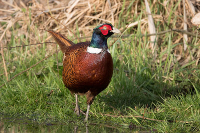 Pheasant