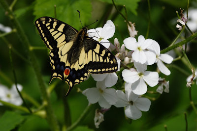 Swallowtails (Papilionidae)