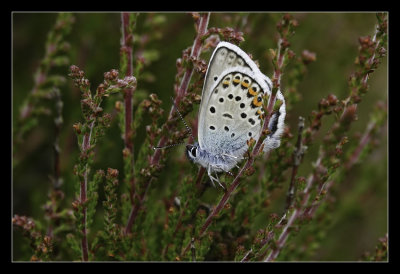 Silver-studded Blue male